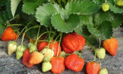 Правила посадки клубники и весенний уход для обильного урожая и крупных ягод