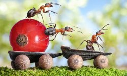 Как навсегда избавиться от муравьев на дачном участке: обзор проверенных методов