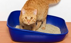 Как очистить кошачий лоток от мочевого камня и навсегда избавиться от плохого запаха