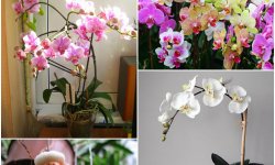 Уход за орхидеей в домашних условиях после покупки и цветения