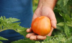Эти досадныые ошибки при выращивании томатов допускает большинство огородников