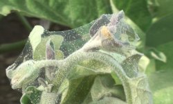 Как надолго избавиться от паутинного клеща в теплице и спасти урожай