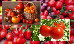 Проверенные временем советы повышения урожайности томатов