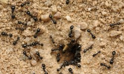 Как эффективно и быстро очистить свой дом и огород от полчища муравьев