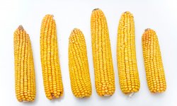 Как правильно и сколько по времени варить кукурузу в початках