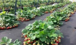 Правильная посадка клубники в августе и секретный ингредиент для хорошего урожая