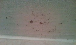 Чем обработать грибок на потолке и как избавиться от плесени в ванной