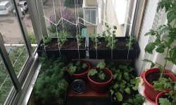 Огород на балконе – пошаговое выращивание клубники и огурцов