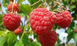 Подкормка малины и сроки по регионам РФ в 2019 году, чтобы ягоды были крупные и сладкие