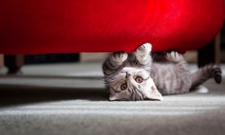 Гуманные и действенные способы, как навсегда отучить кошку драть обои и мягкую мебель