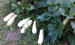 Как правильно выращивать ранние кабачки в открытом грунте, уход и защита от заморозков