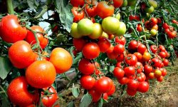 Неочевидные рекомендации по увеличению урожая томатов в теплице