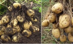 Хитрости выращивания крупного картофеля. Ведро с куста!