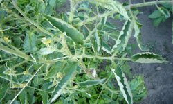 Причины скручивания листьев у помидоров, простые и эффективные способы лечения