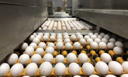 Сколько по времени варить яйца всмятку и вкрутую после закипания