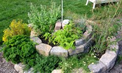 Как обустроить свой огород с лекарственными травами