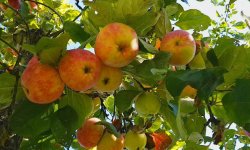 Правильная обработка яблонь от вредителей и заболеваний, чтобы получить хороший урожай