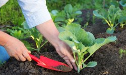 Частые ошибки при выращивании капусты, которые снижают урожайность