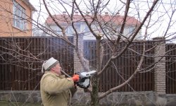 Секреты омолаживания старых плодовых деревьев и рекомендации по восстановлению
