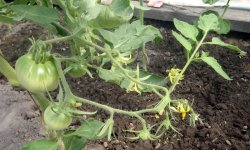 Почему плохо завязываются помидоры и простые способы спасения урожая