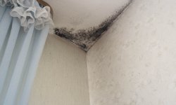 Как избавиться от грибка и убрать плесень на потолке в квартире