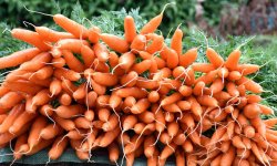 Когда в 2019 году сажать морковь по лунному календарю и как правильно ухаживать за всходами