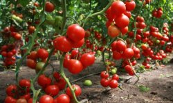 Обыкновенный Аспирин увеличит урожайность ваших томатов в несколько раз