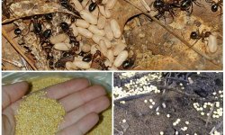 Проверенные методы избавления дачного участка и огорода от муравьев
