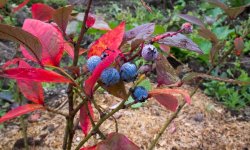 От чего на голубике краснеют листья и как вылечить ягодник?