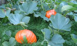 Посадка тыквы в открытый грунт, главные секреты и хитрости хорошего урожая