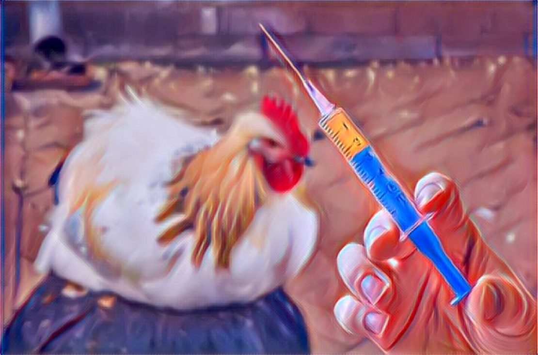Курица и химия