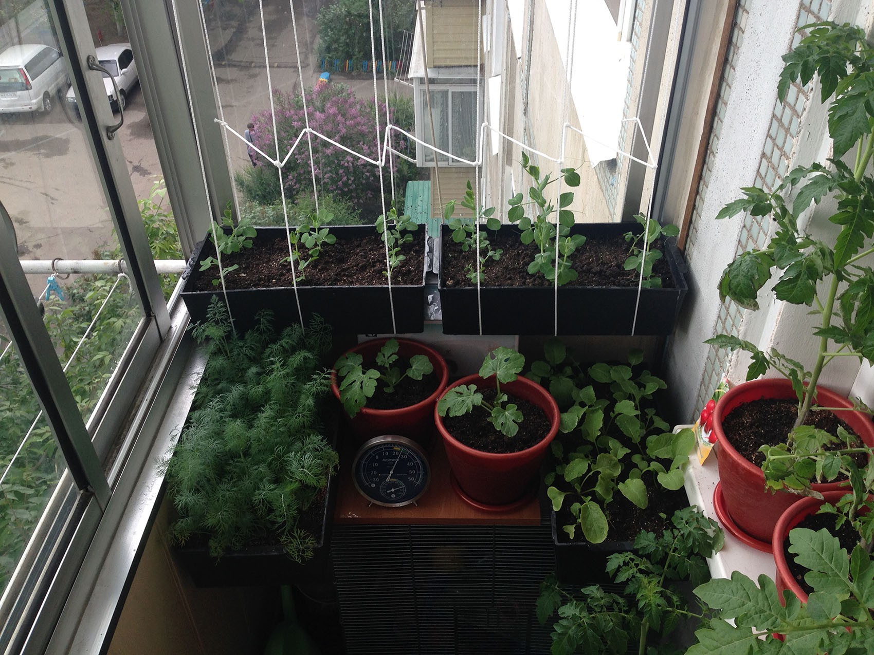 Огурцы и помидоры на балконе фото