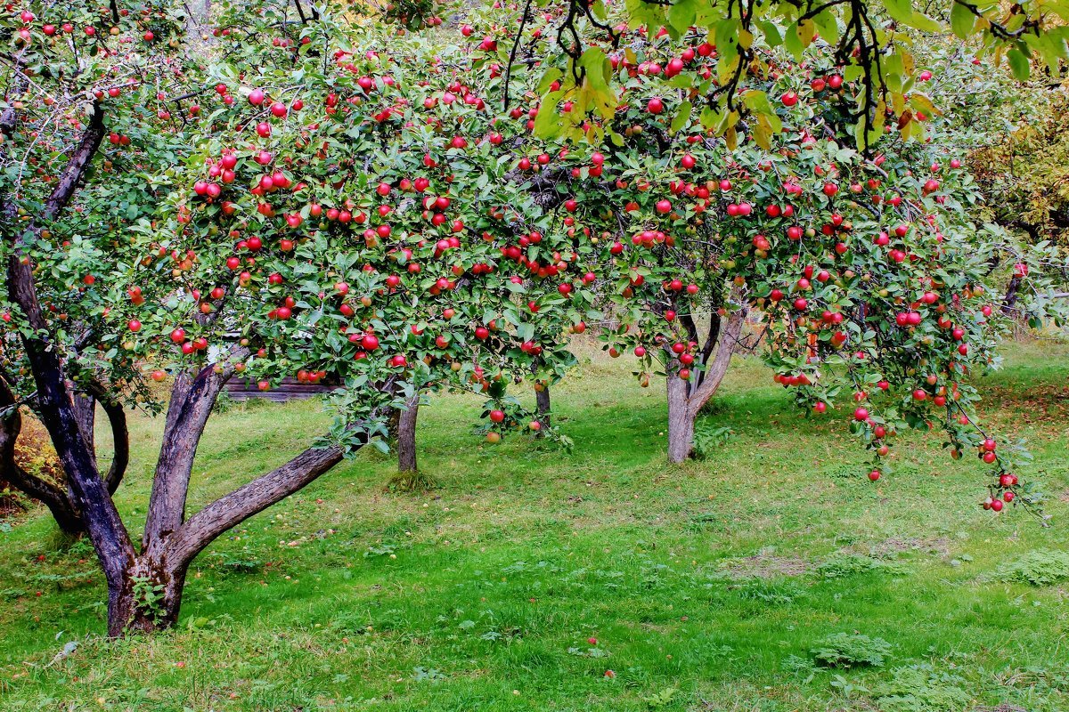 10 плодовых деревьев. Дерево яблони Жарден. Яблоневый сад. Яблоневый сад Мичурина. Яблоня Антоновка дерево.