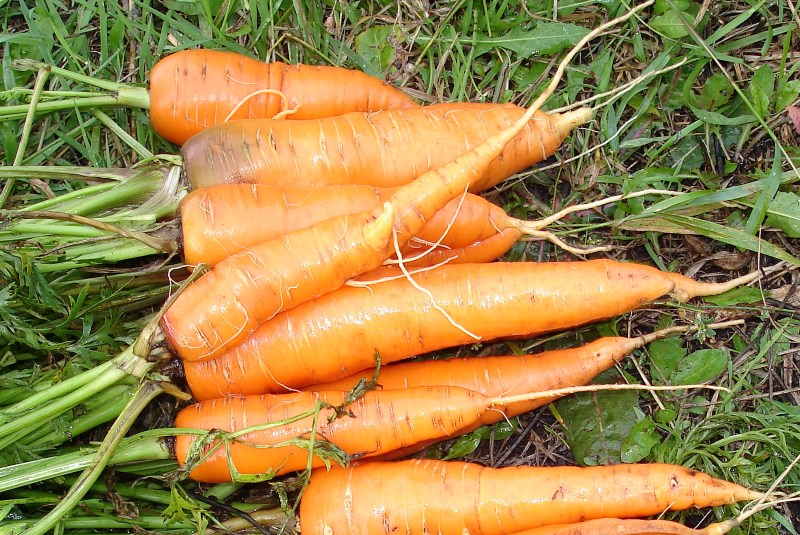 Когда сеять морковь в 2019 году по лунному календарю?