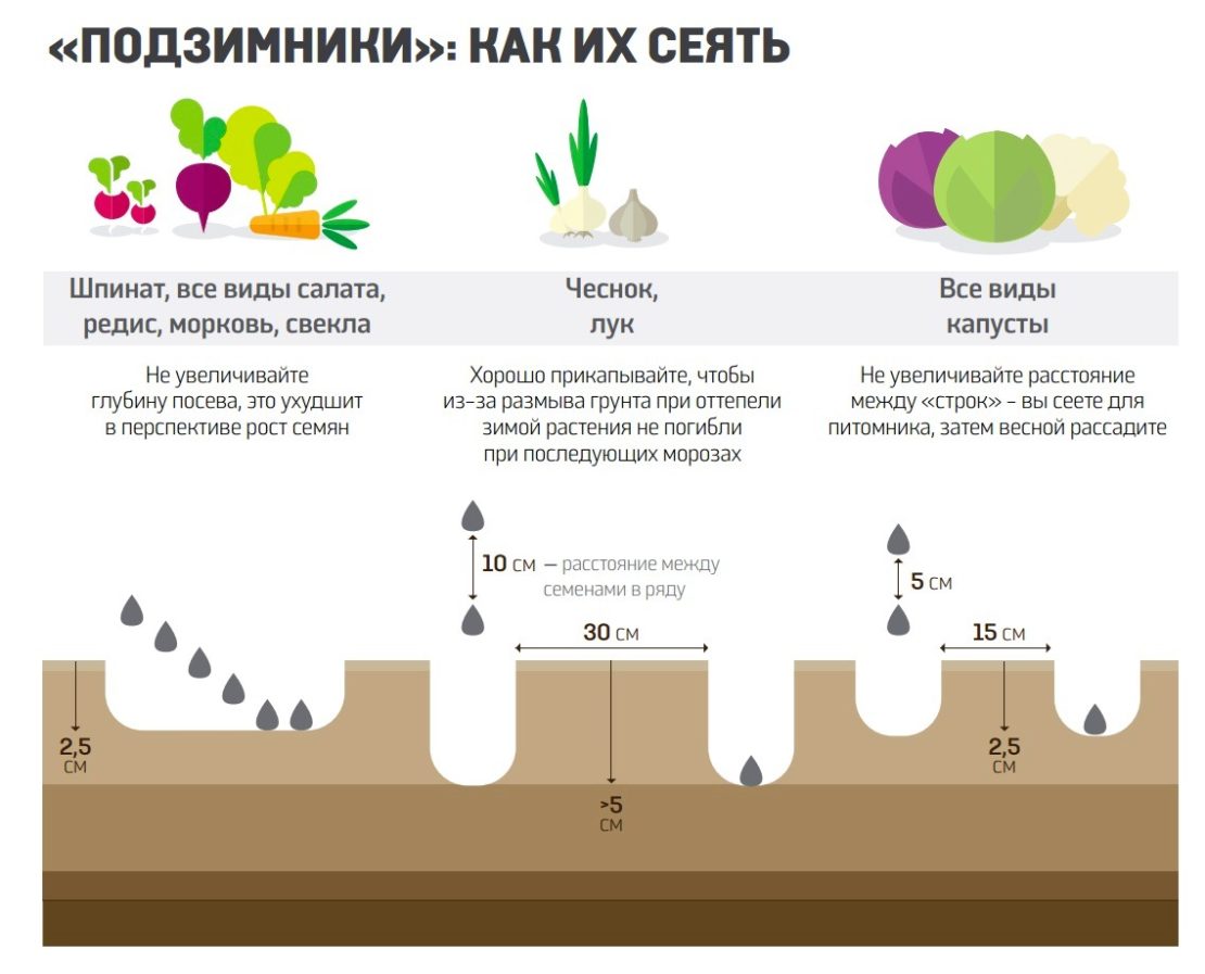 Как садить свеклу схема