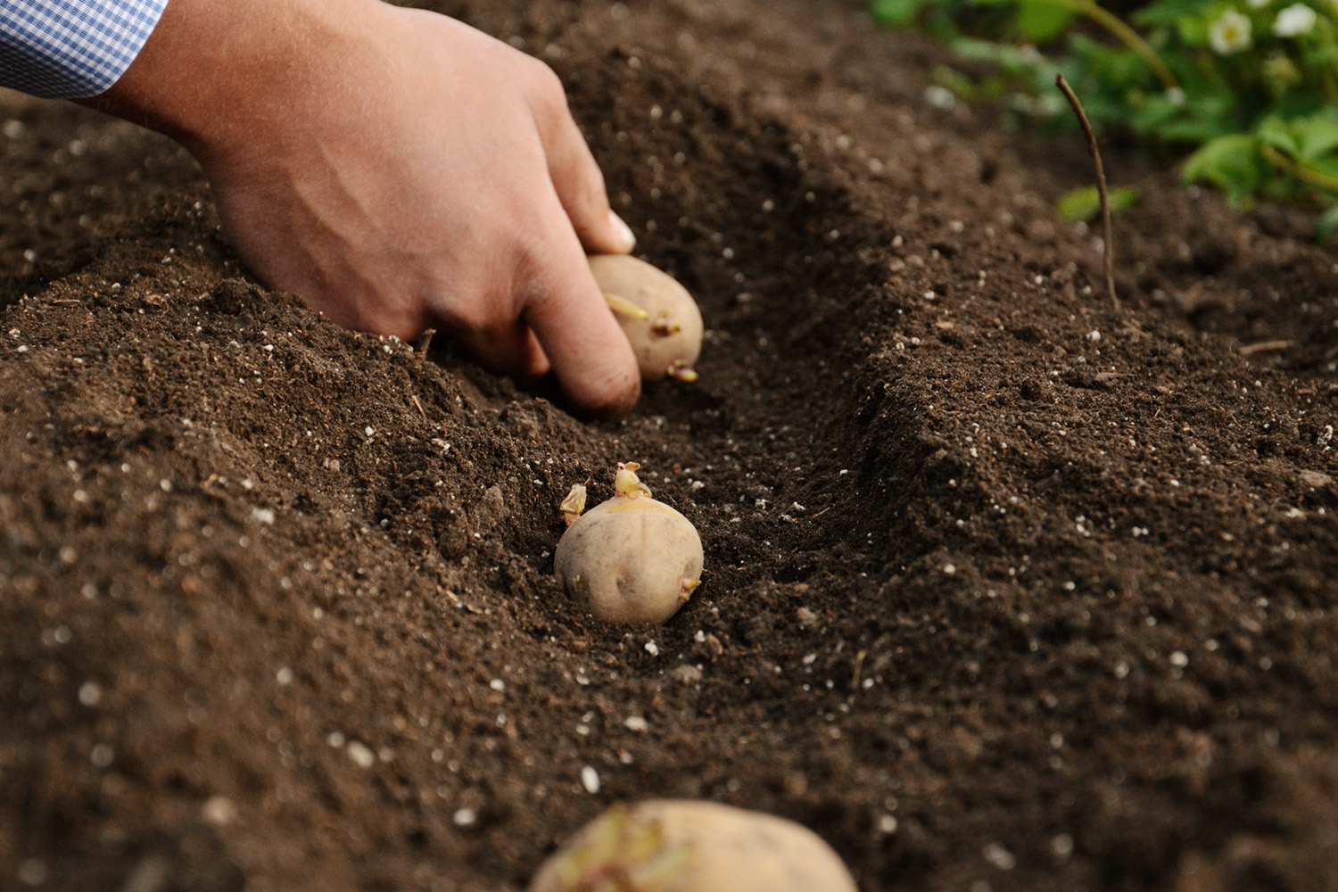 Когда можно сажать картошку в 2024 году. Посадка картофеля. Сажание картошки. Посев картошки. Сажать картошку.