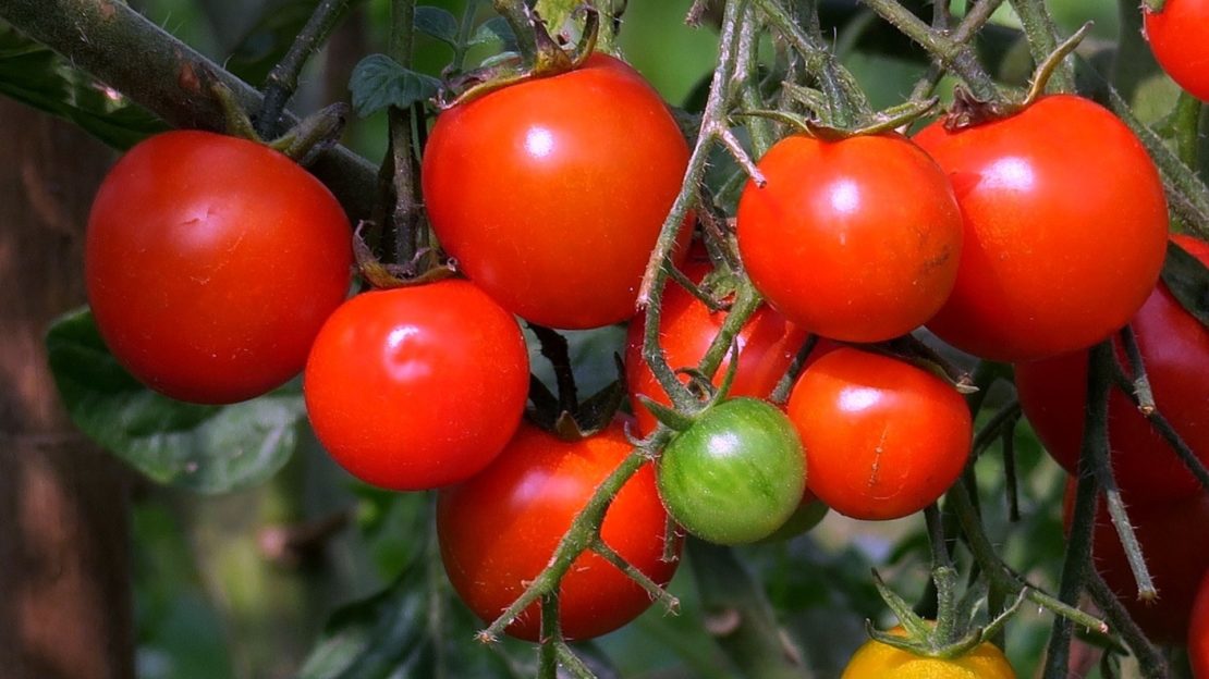 Сорта и гибриды низкорослых помидоров