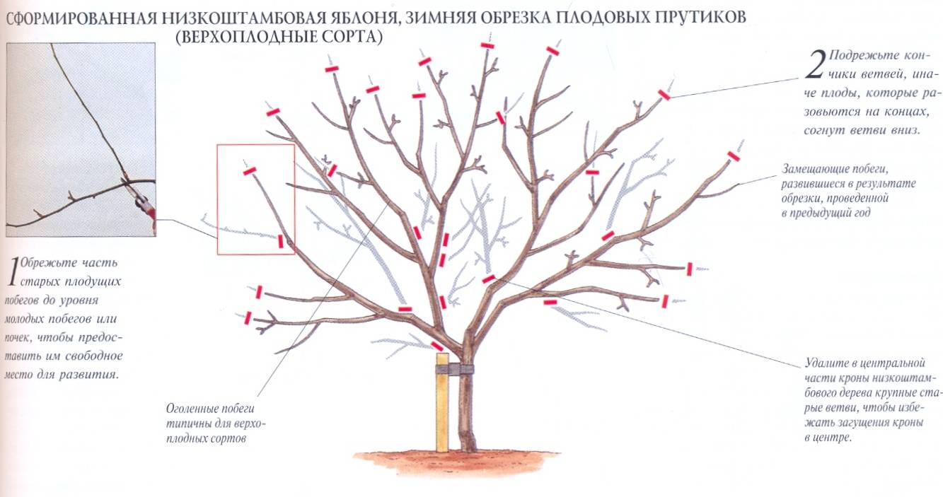 Обрезка пузыреплодника весной схема