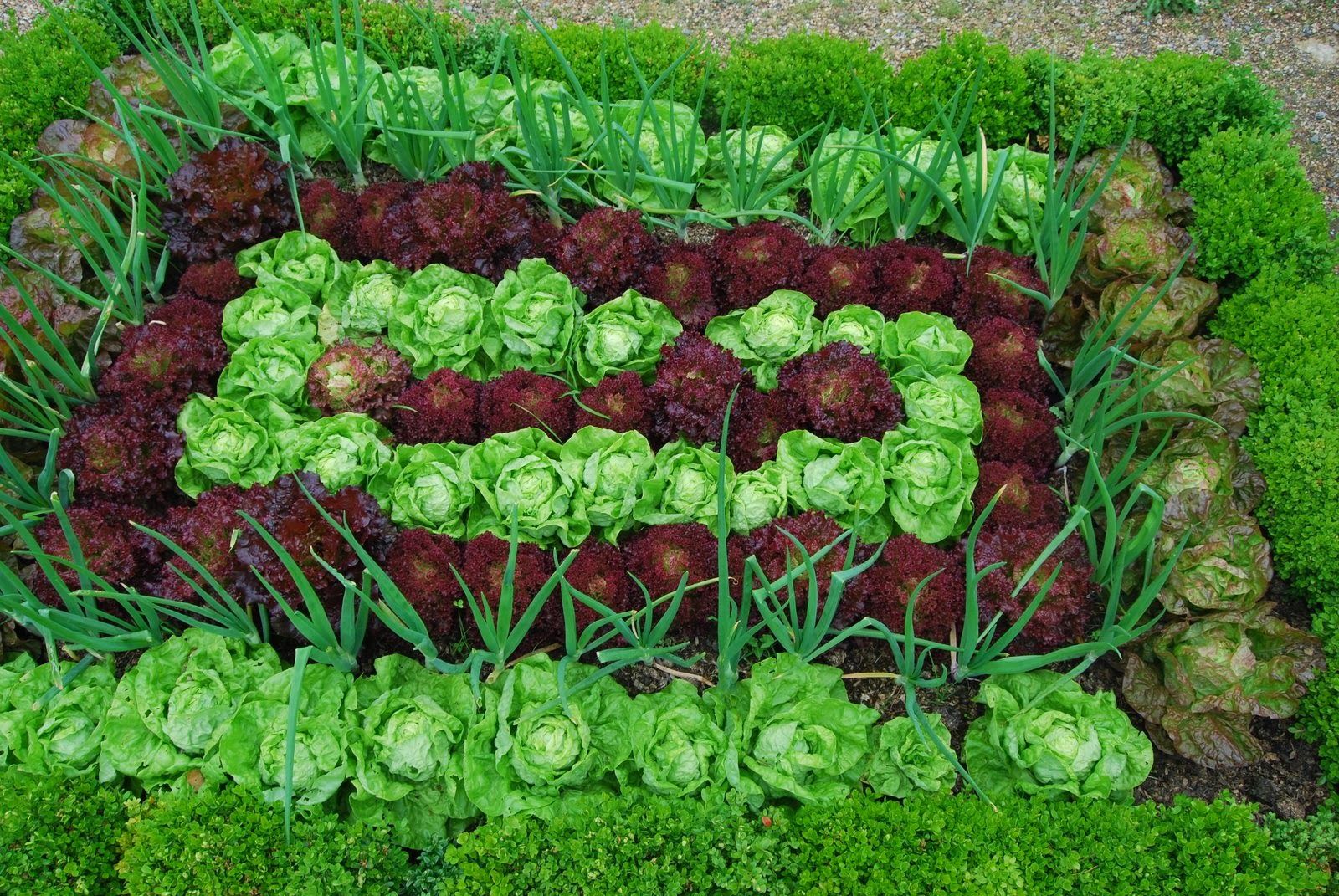 Что посадить весной на огороде. Грядки для зелени. Клумба из овощей и зелени. Красивые грядки с зеленью. Красивые овощные грядки.