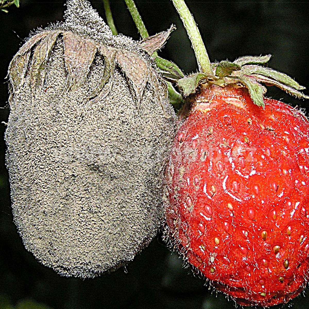 Серая гниль. Ботритис цинереа. Ботритис (серая гниль). Botrytis cinerea серая гниль земляники. Серая гниль – Botrytis cinerea pers.