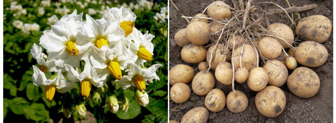 Польза и вред обрывания цветков у картофеля