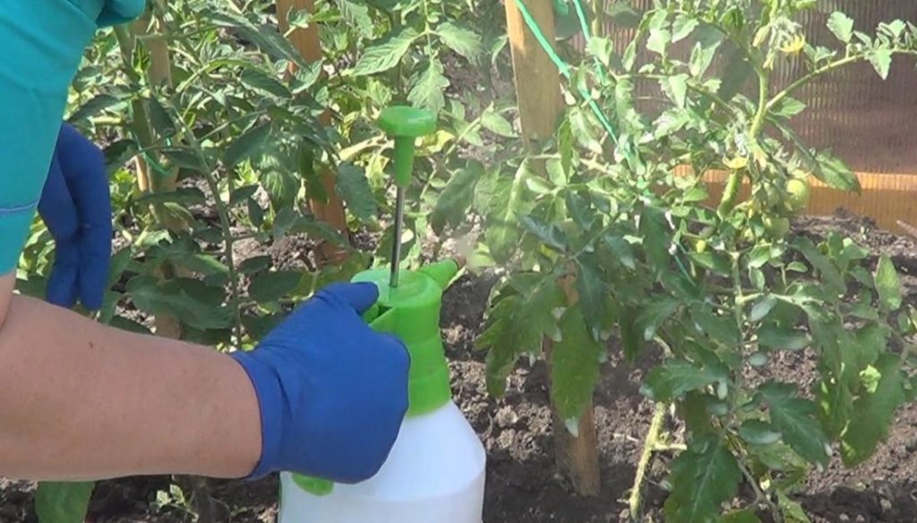 Как лечить томаты при скручивании листвы