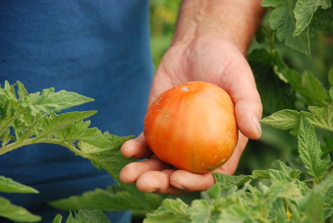 Плохая урожайность томатов