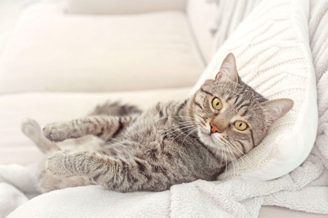 Как быстро избавиться от запаха кошачьей мочи в доме и квартире