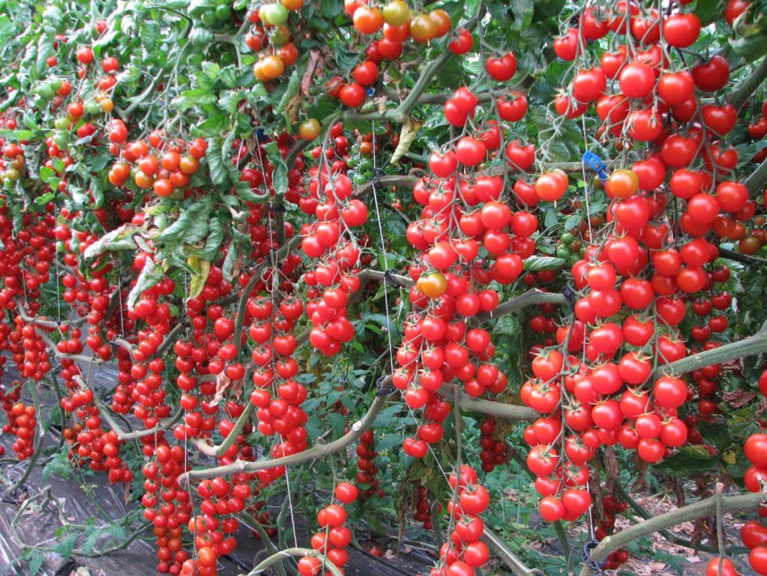 индетерминантные сорта томатов