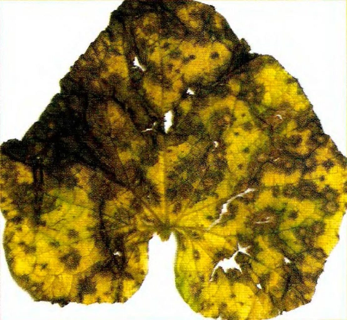 черная плесень или "ожог" листьев огурца