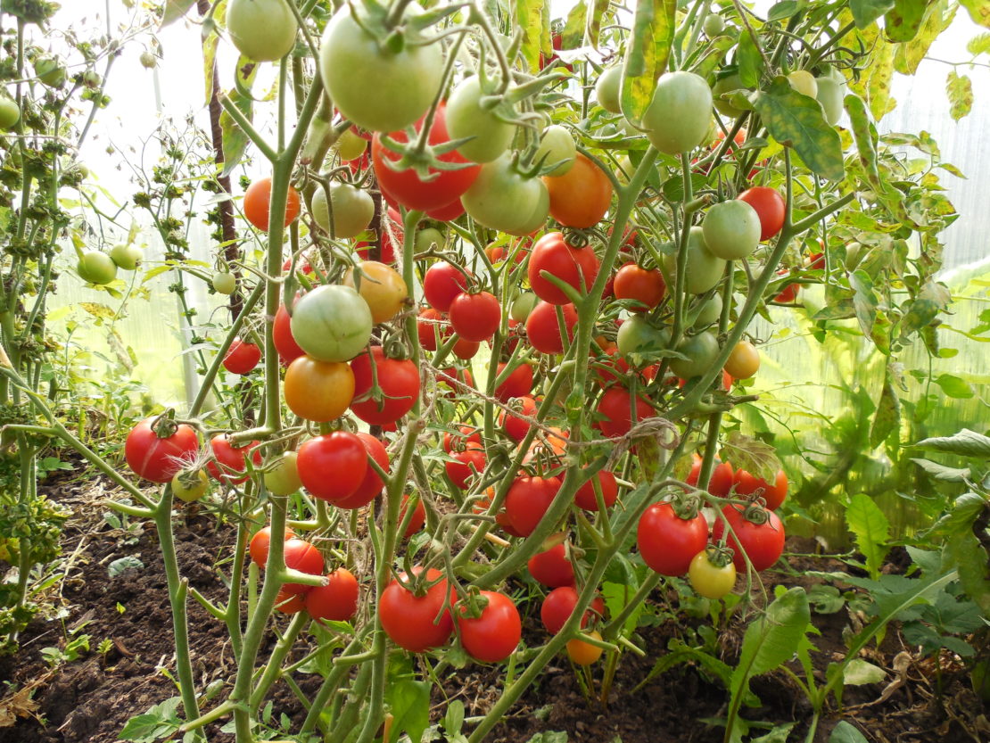 детерминантные сорта томатов