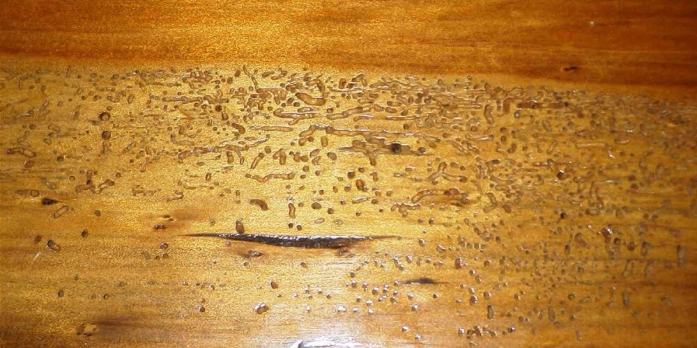 Признаки появления жука-точильщика в деревянном доме и способы борьбы