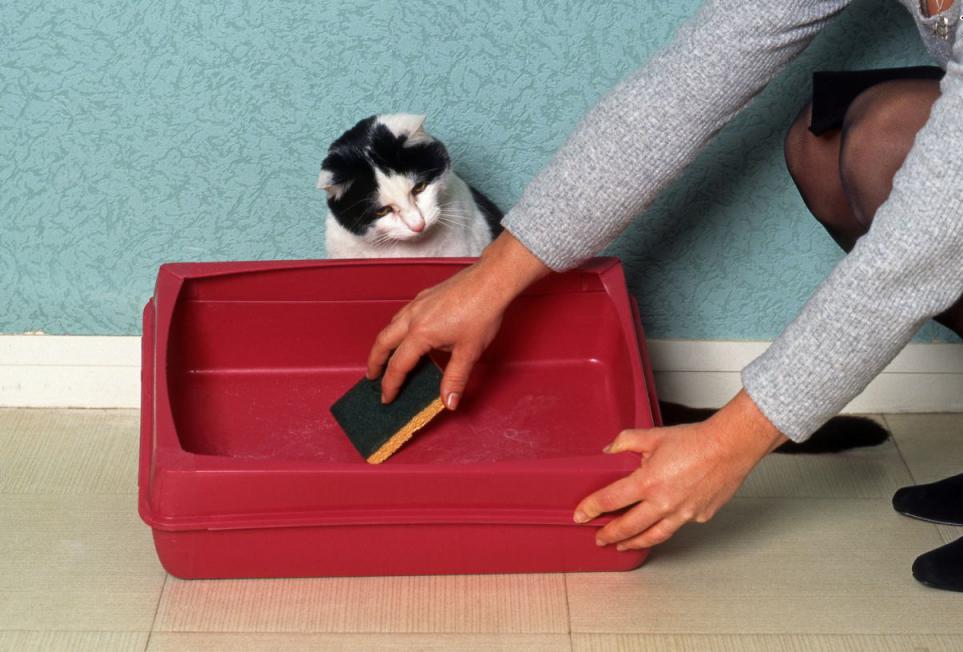Пахнет кошачий лоток: как избавиться от запаха и средства для чистки