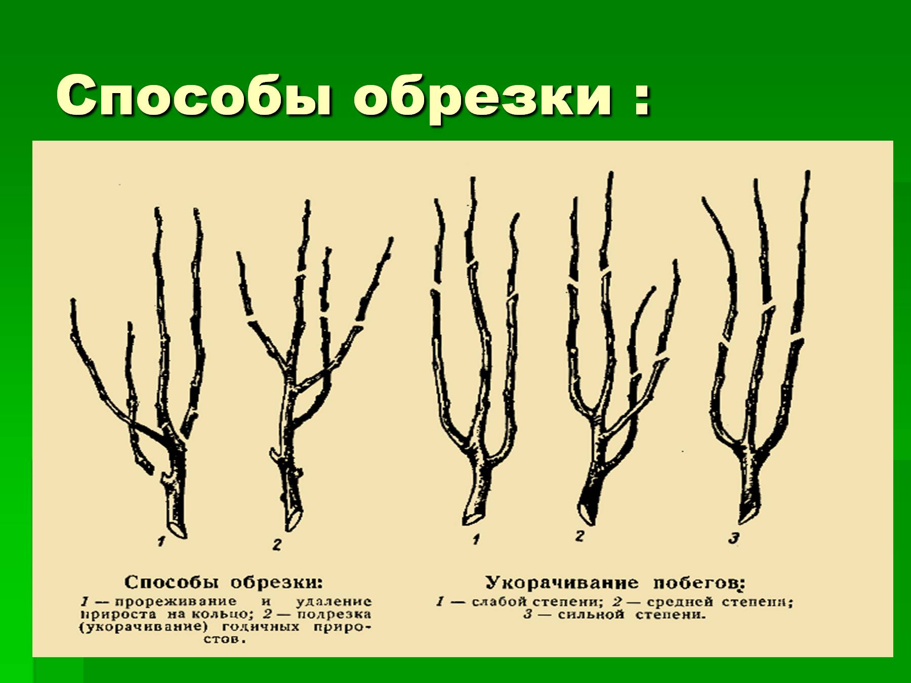 Способы обрезки кустарников